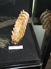 IMG_0625